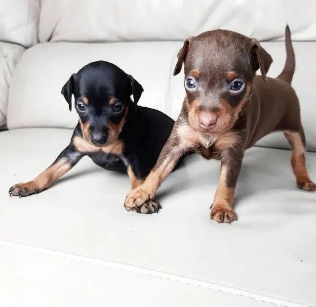 Saúde e fofura em um só pacote: Filhotes de Pinscher zero disponíveis
