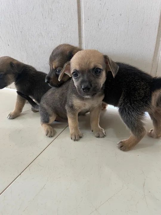 Para adoção responsável 