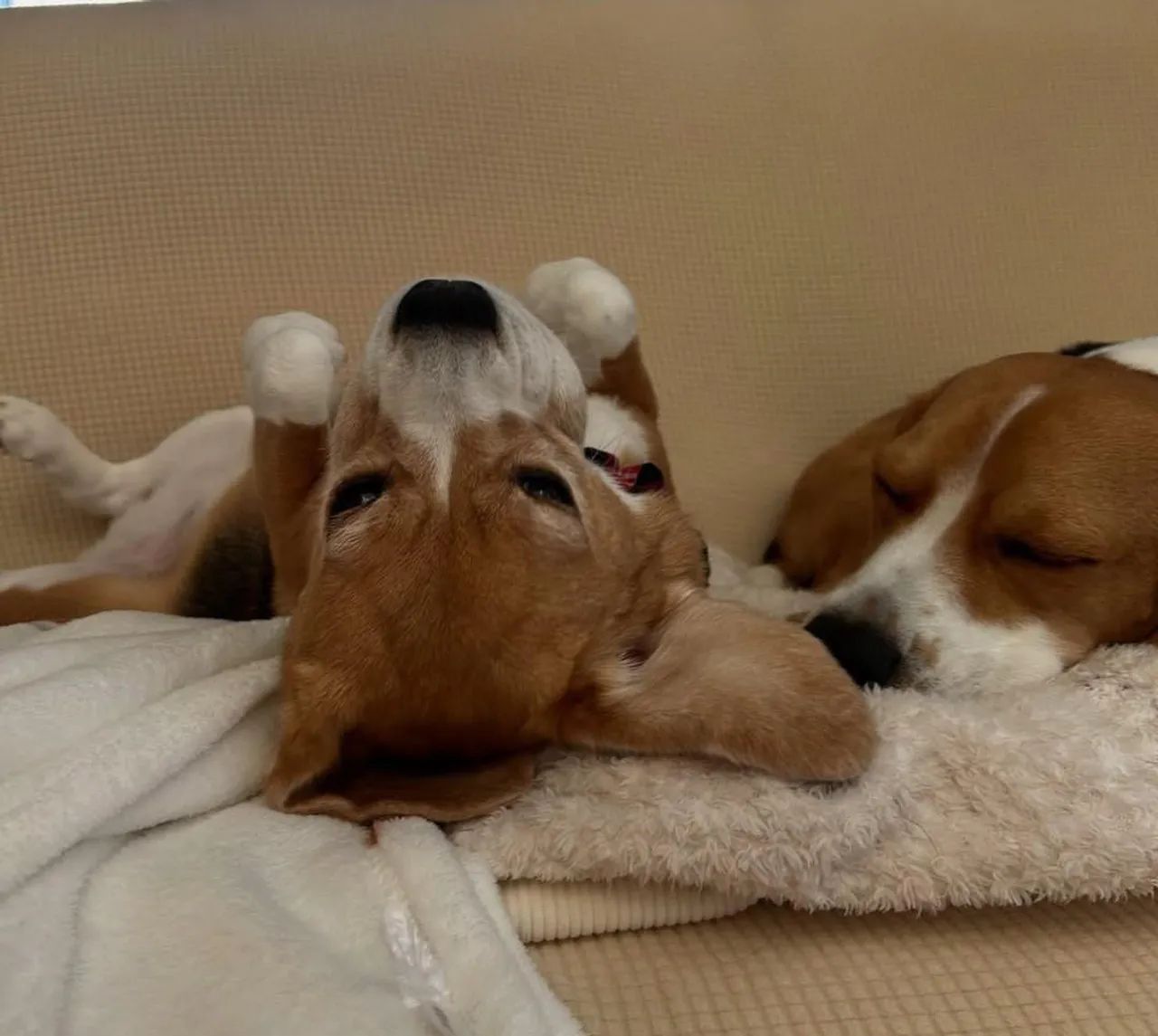 Dois Adoráveis filhotes de Beagle tricolor / fofos e brincalhões!