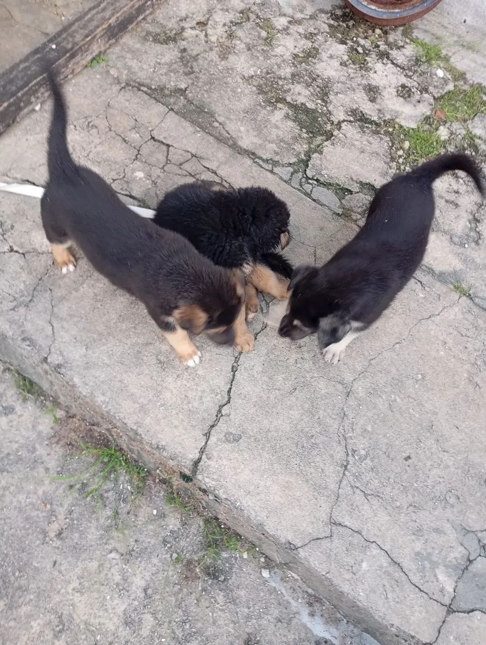 Filhote de Pastor Alemão - Foto 3