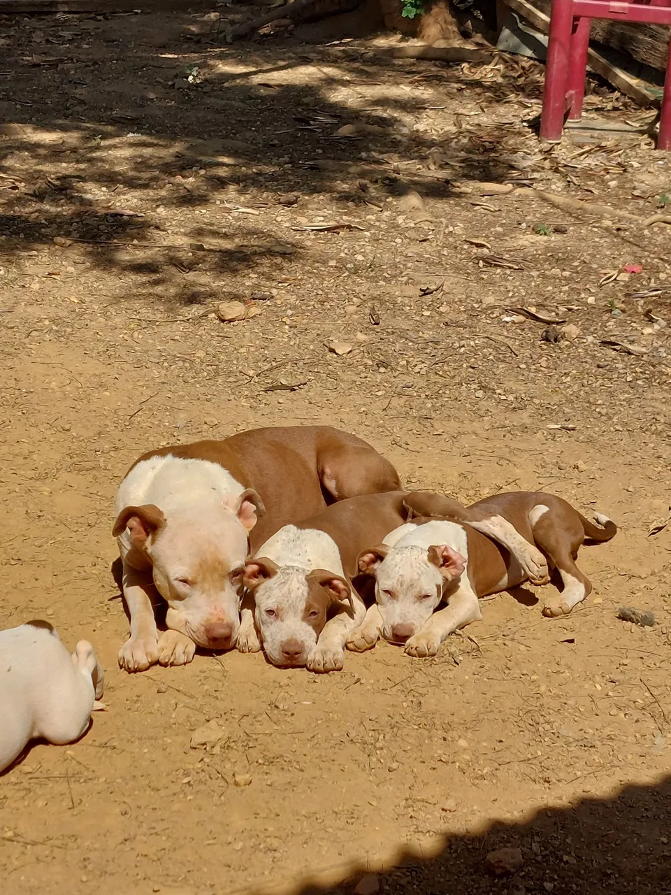 Pitbull 