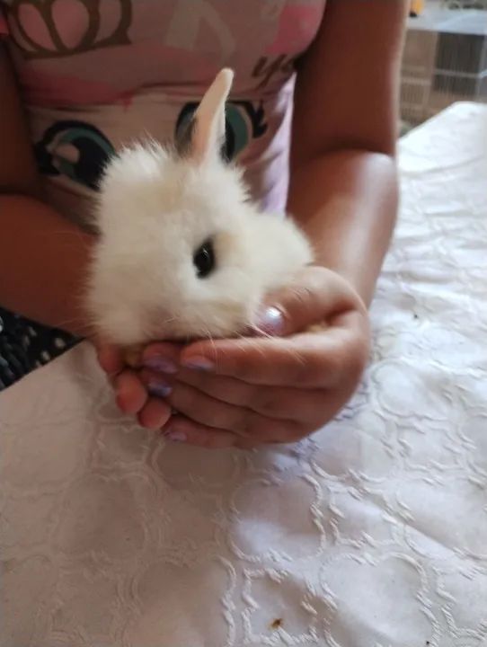 Coelhos Teddys - Foto 3