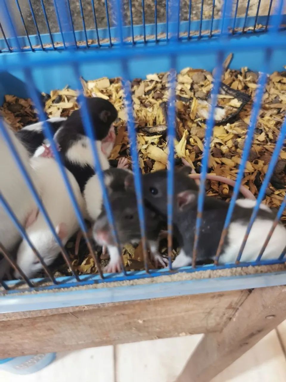 Filhotes de ratos twister dumbo - Foto 4
