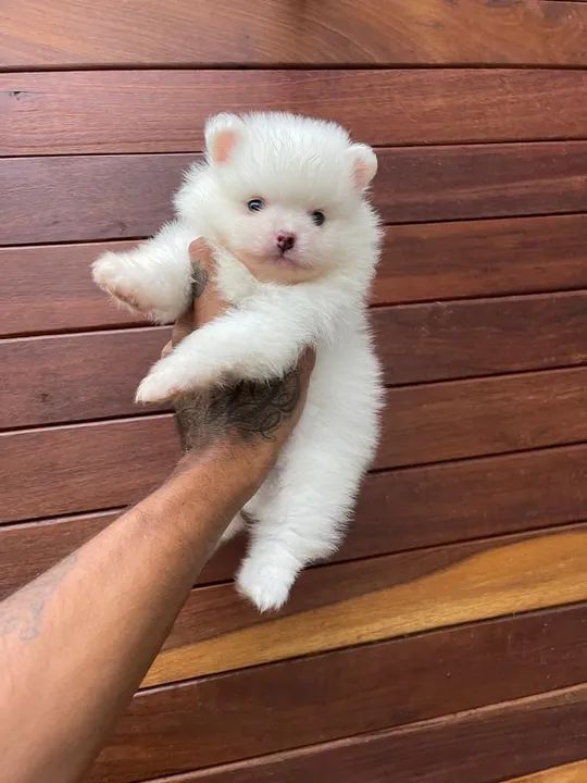 Spitz alemão anão  - Foto 4