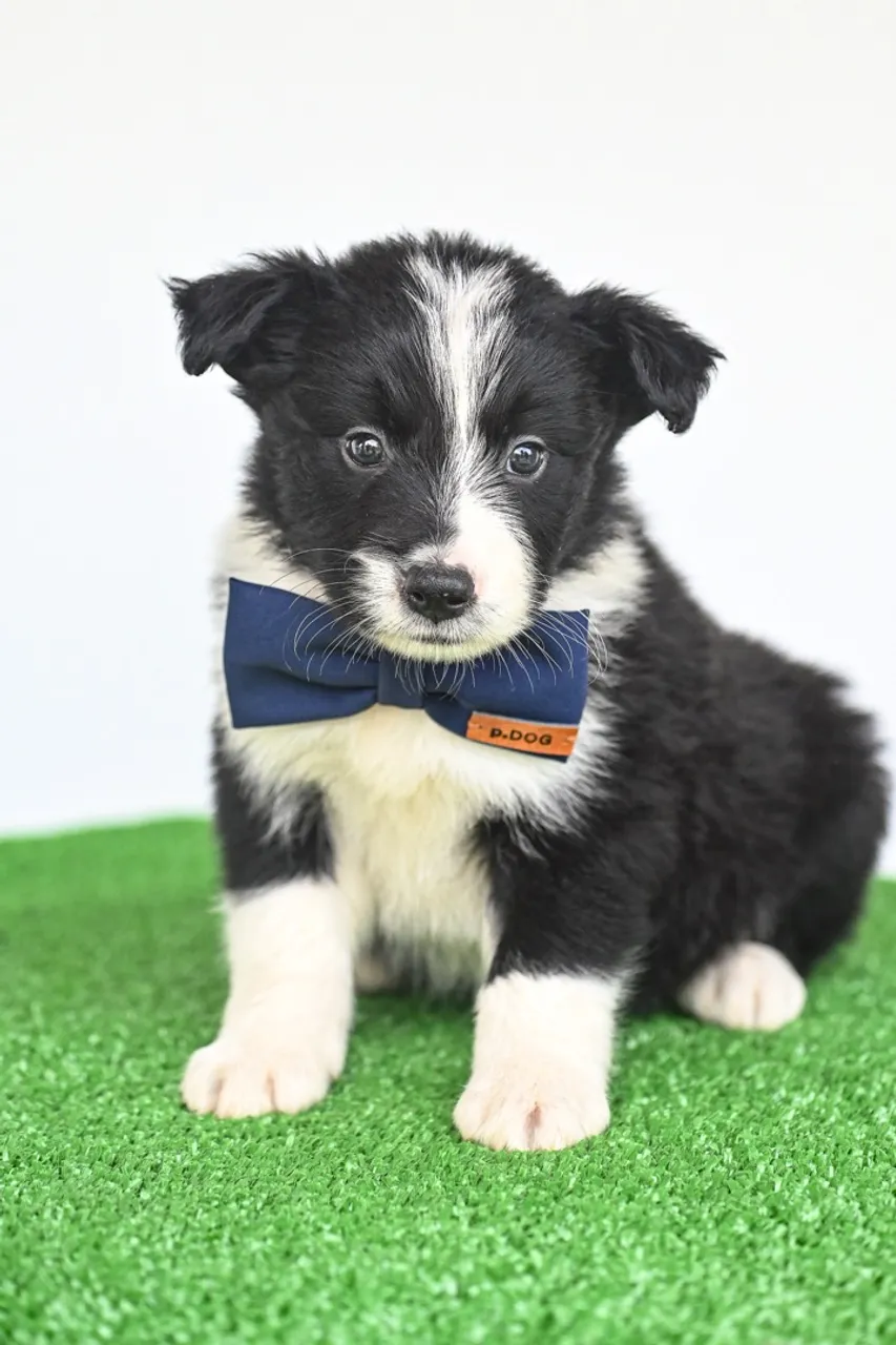 Filhote de Border Collie com Gravata
