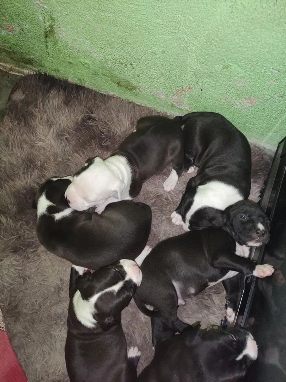 Filhotes de Pitbull - Foto 4