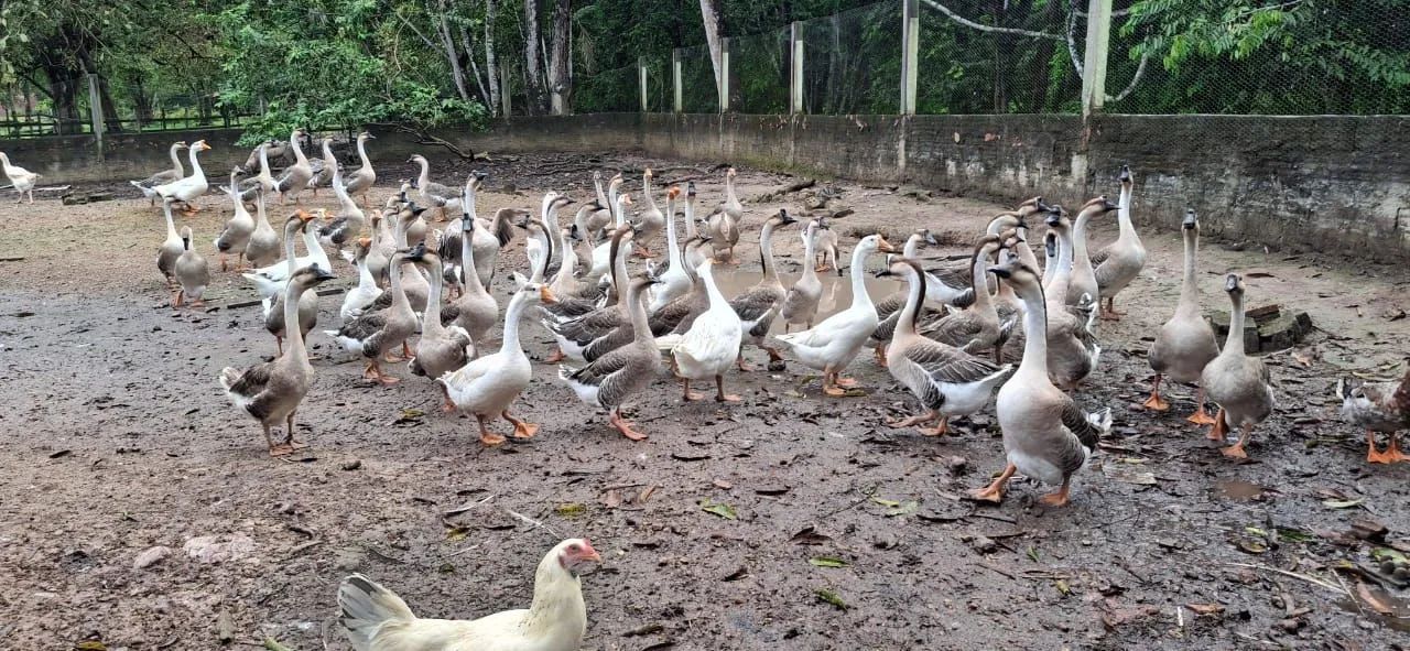 Vende-se Ganso  - Foto 4