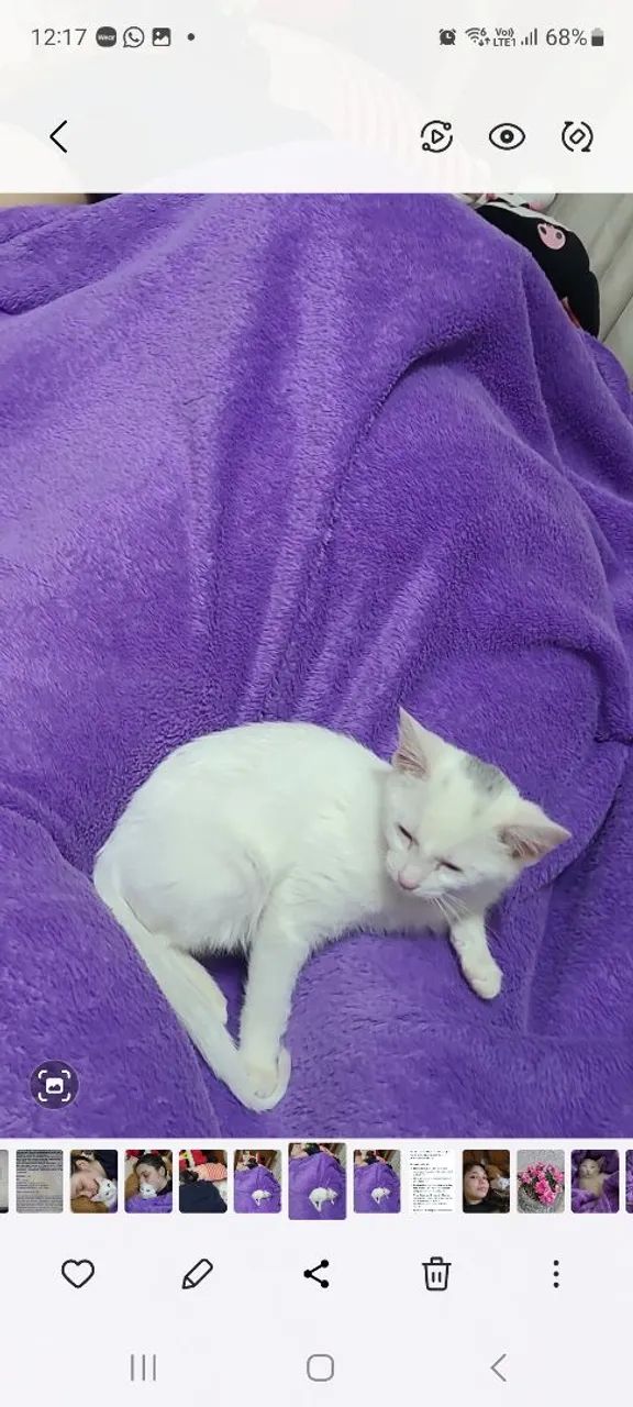 Gatinha para adoção 