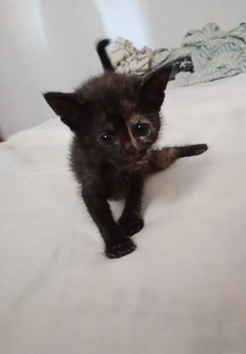 Gatinhos para adoção - Foto 4