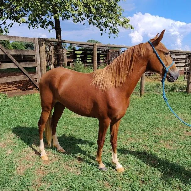 POTRO MANGALARGA MARCHADOR - Foto 5