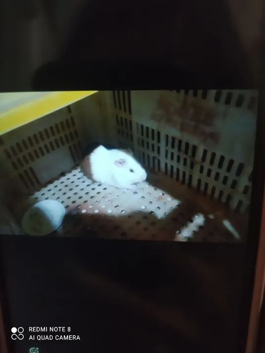 Vende-se porquinho da Índia macho 7 meses