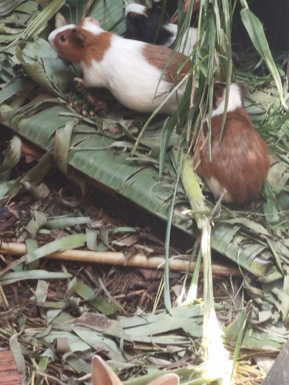 Coelhinho e porquinhos da índia  - Foto 2