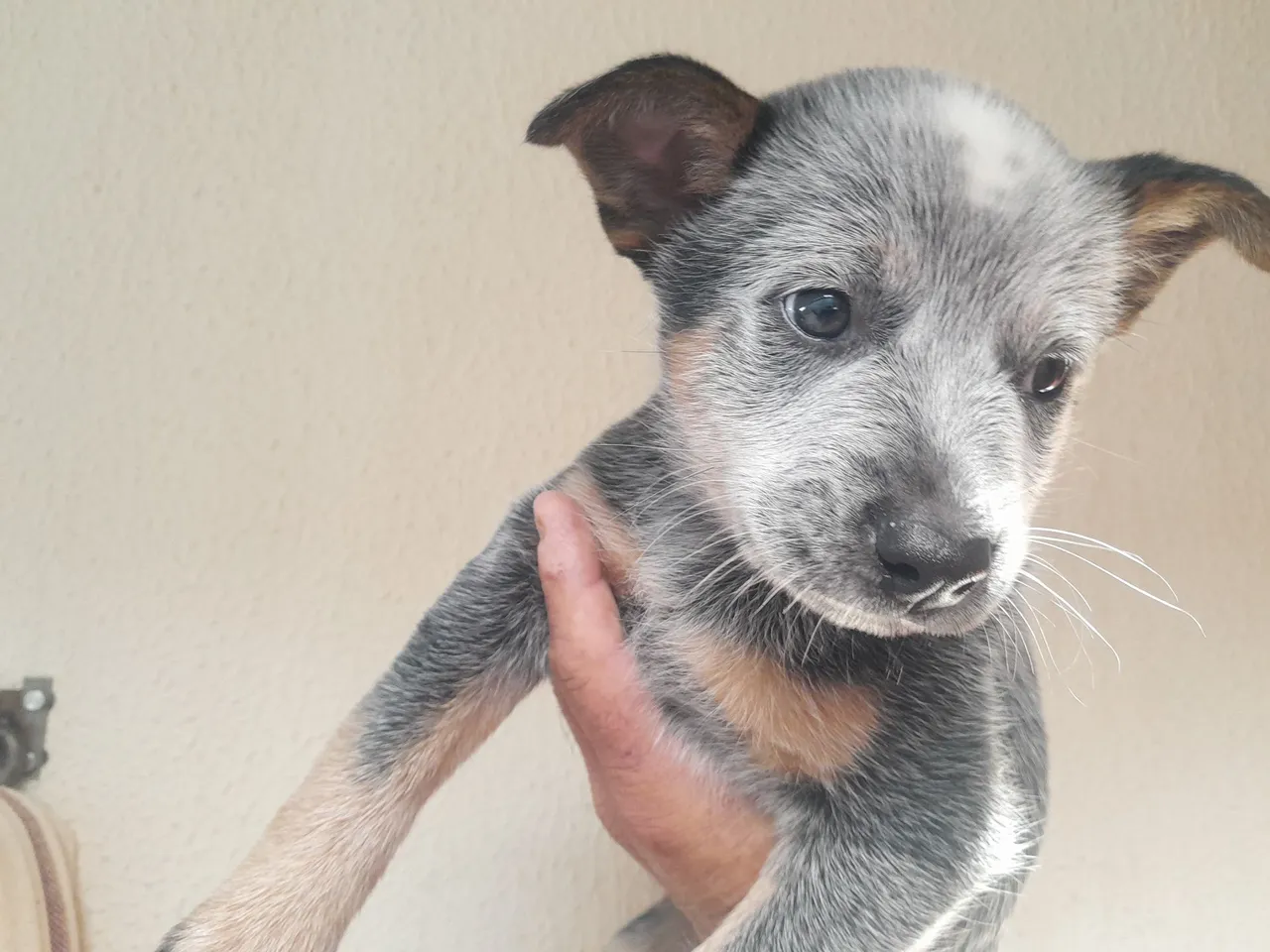 Blue Heeler
