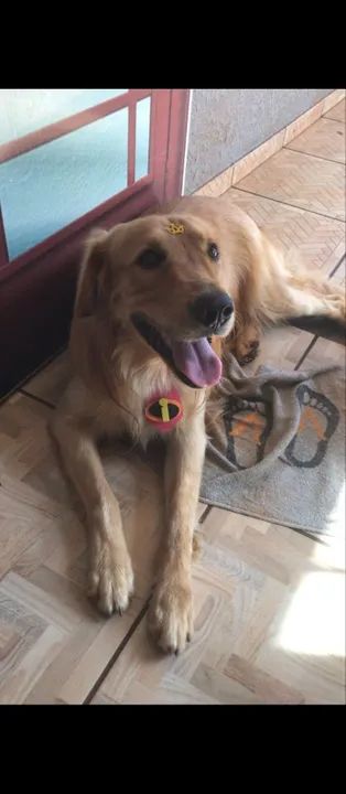 Filhote Golden Retriever para adoção - Foto 4