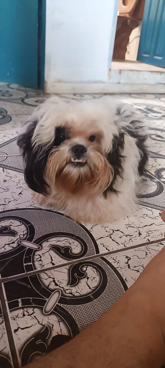 Shih Tzu