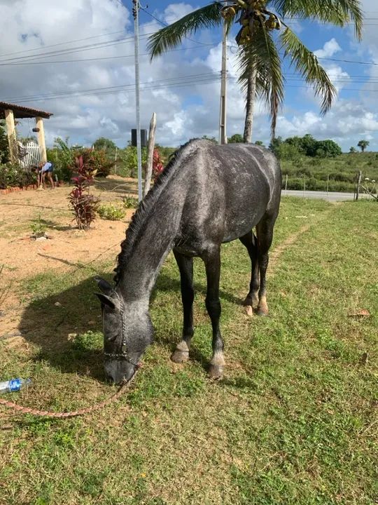  Vende está linda égua mestiça de mangalarga  - Foto 5