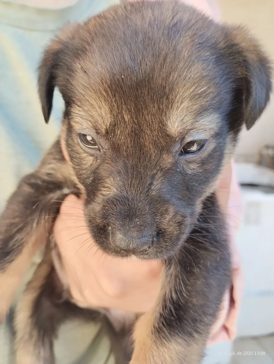 Filhote de cachorro adorável