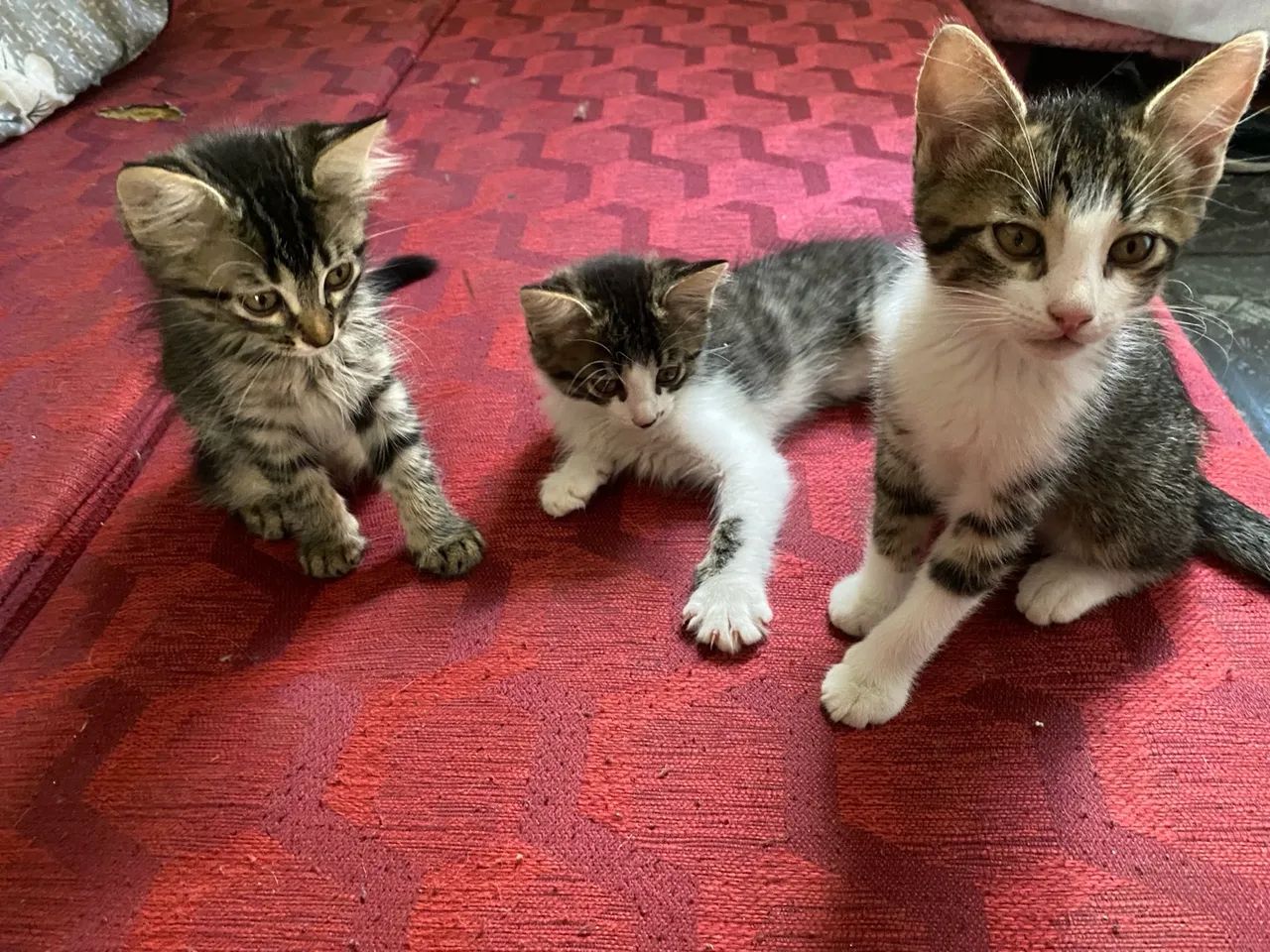 Doa a se gatinhos 2 meses de vida  - Foto 4