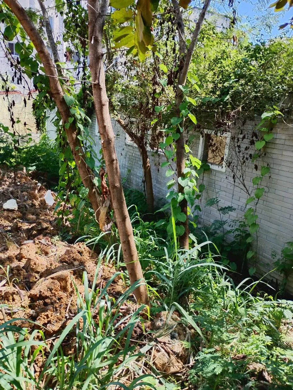 Vendo Terreno na Estrada do Côco  - Foto 5