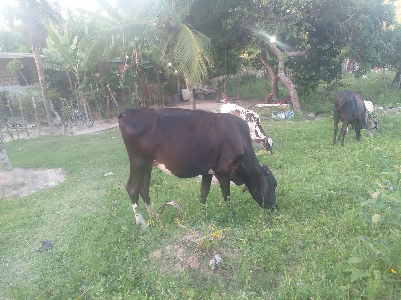 Novinha prenha no precinho! - Foto 2
