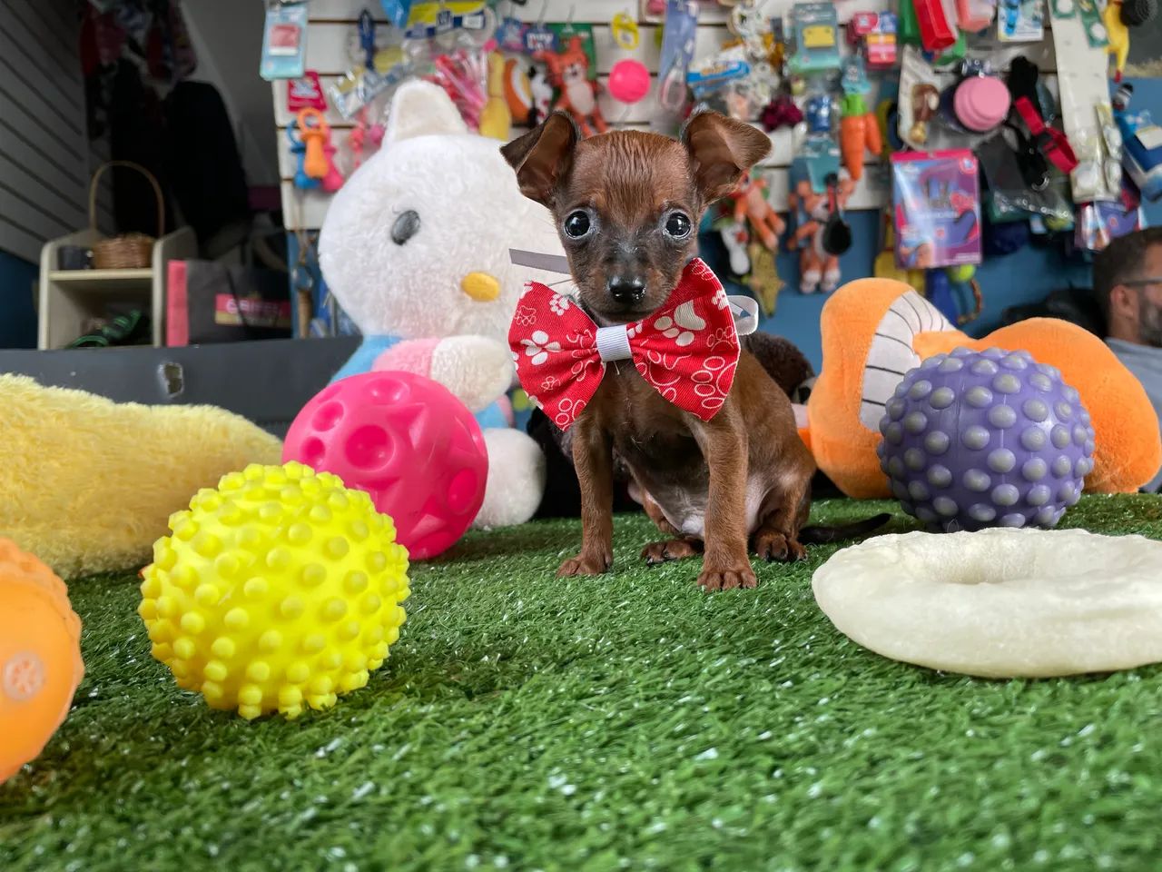 Pinscher micro macho $1.600,00 - Foto 5