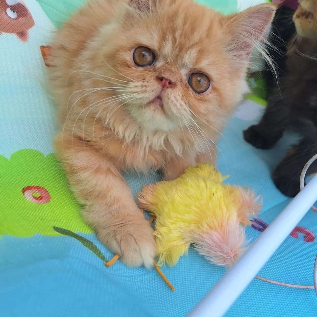 Gatinhos Persa pedigree  - Foto 2