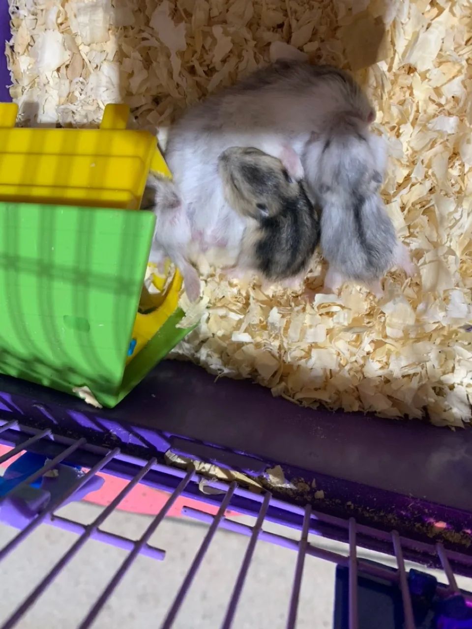 Vendo hamister e assessorias - Foto 5