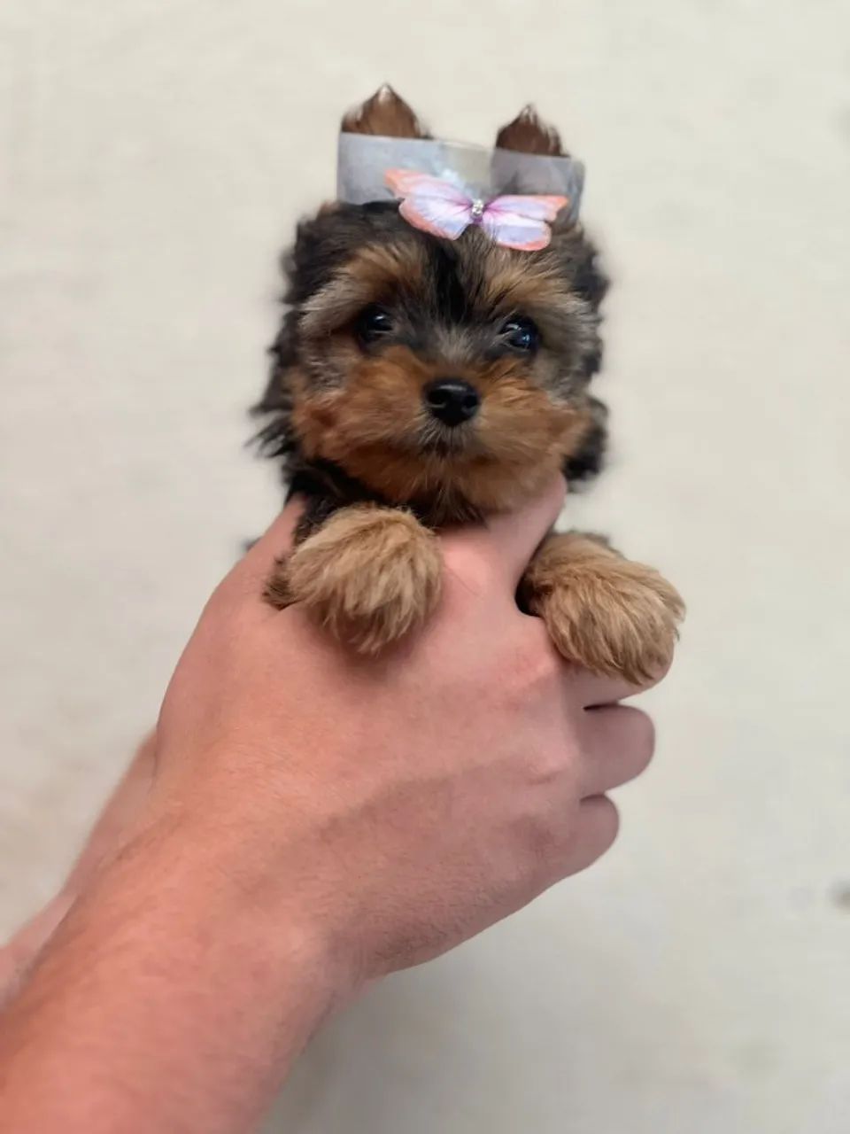 Yorkshire Terrier Mini - Ideal para Apartamento