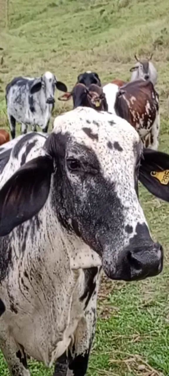 Vacas girolando para cria e leite