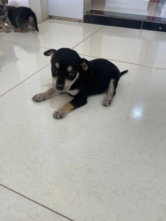 Para adoção responsável  - Foto 3