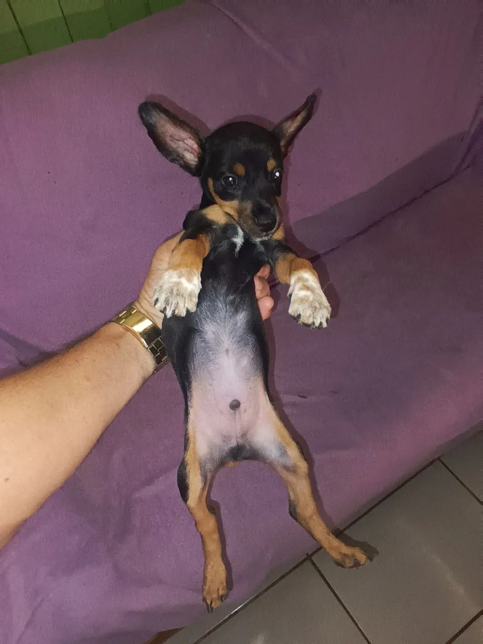 Filhote de pinscher