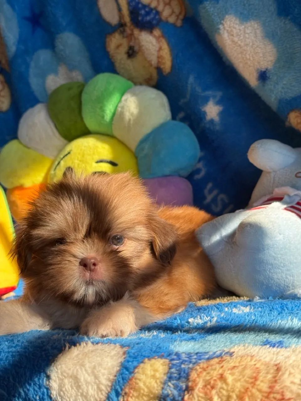 Filhote de Shih Tzu Fêmea - Foto 5