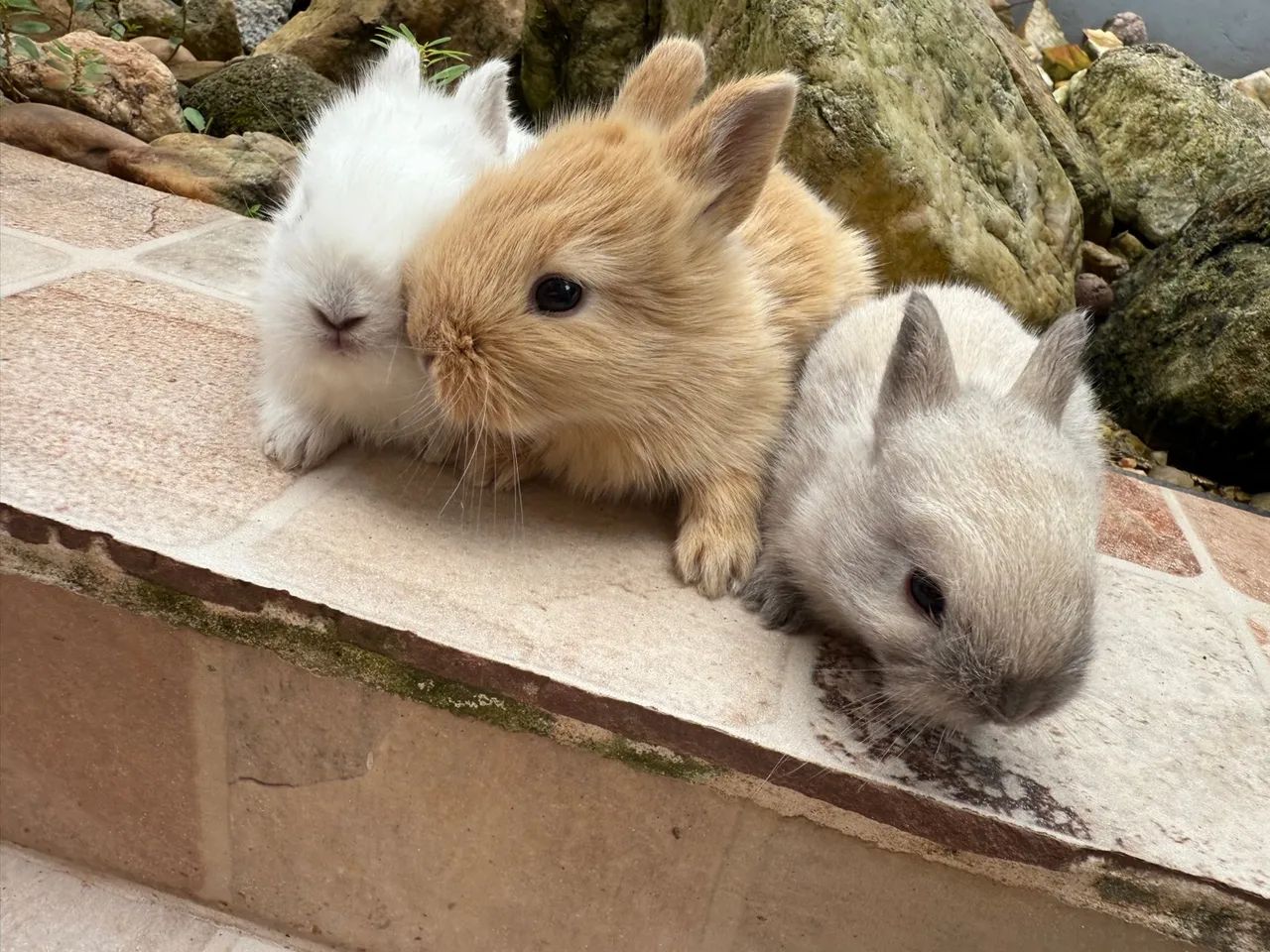 Coelhos filhotes coelhinhos fofinhos