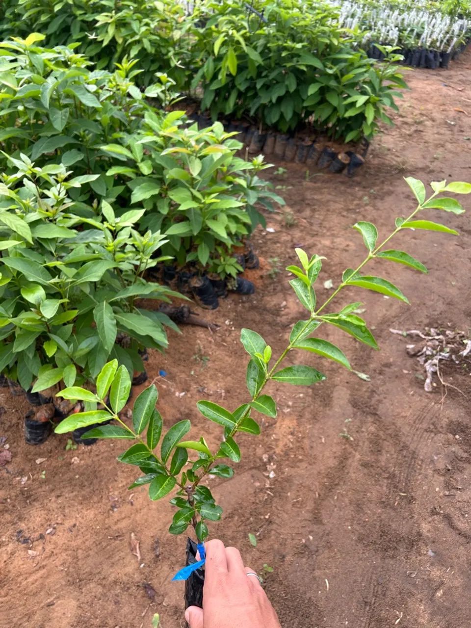 Mudas de acerola - Foto 3