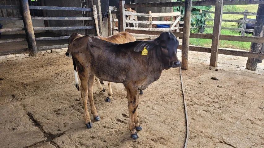 2 bezerros - Recria - Foto 2
