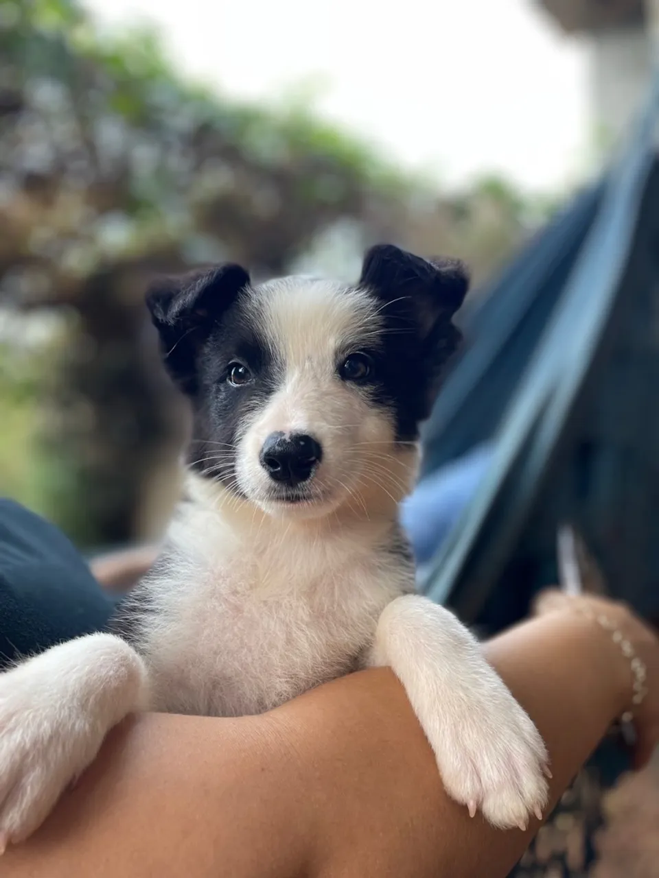 Filhote Border Collie para Venda