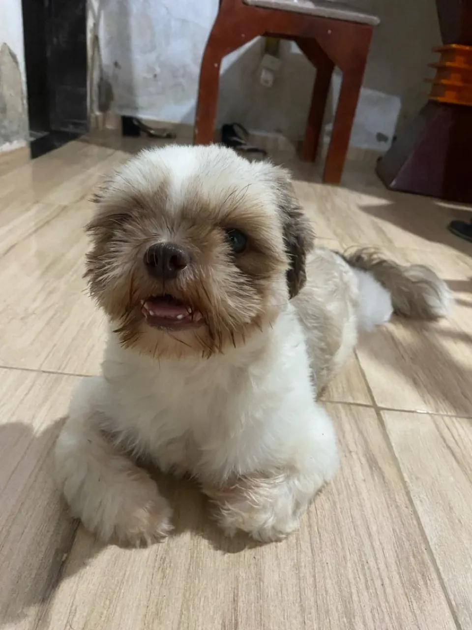 Shih Tzu adulta, 3 anos. Em busca de um parceiro para cruza!
