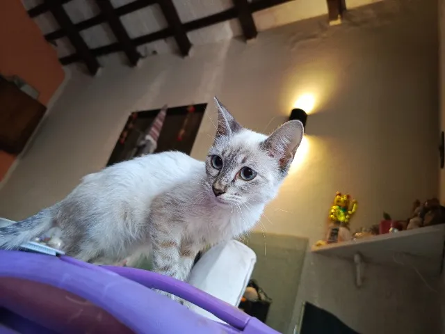 Siamês tabby