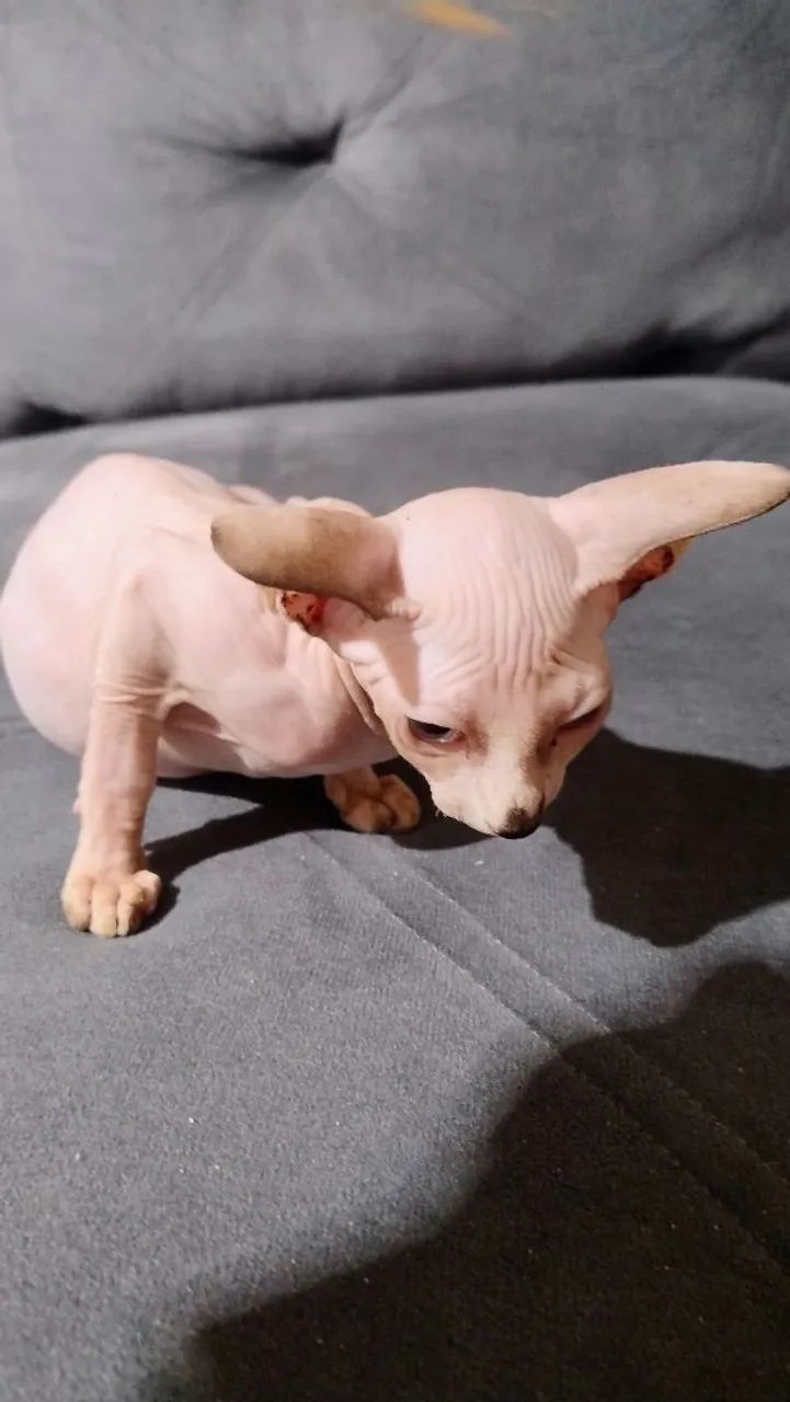 Fêmea sphynx inteira  - Foto 4