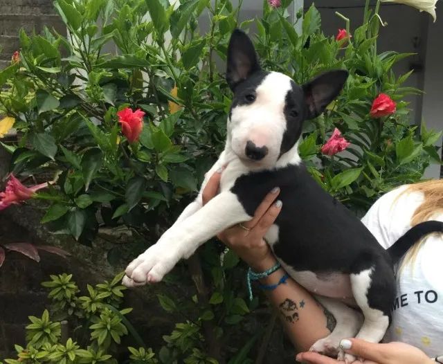 Bull Terrier miniatura- Pais com excelente temperamento, 52 dias-Dani
