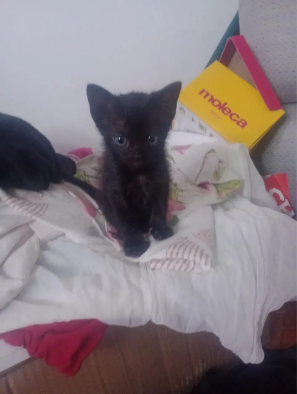 Gatinha preta para adoção responsável