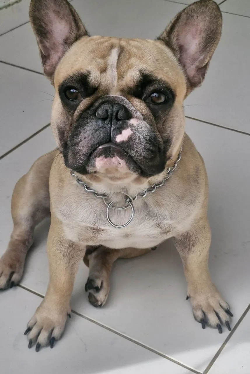 Bulldog Francês 