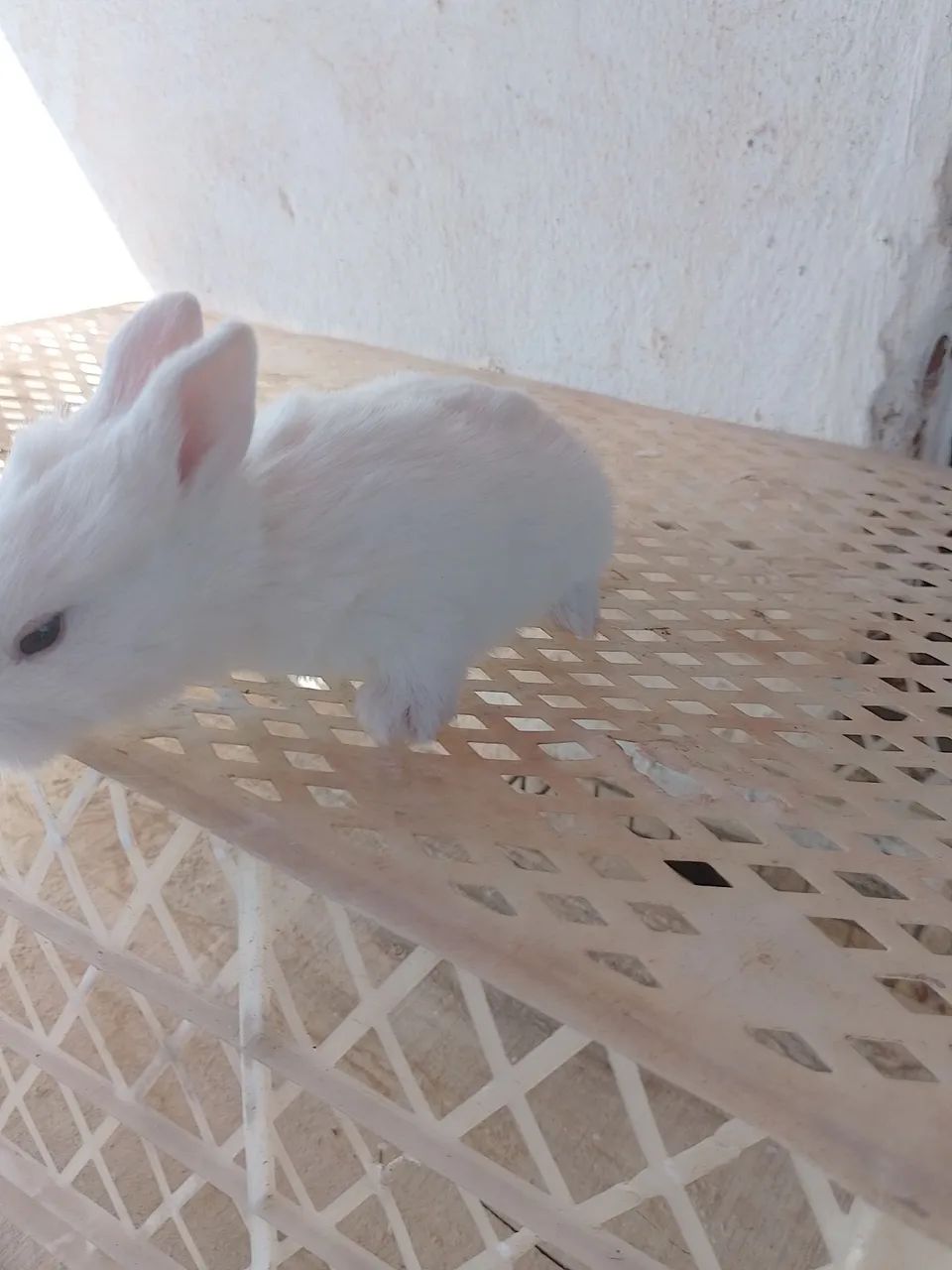 Coelhinho filhote  - Foto 4