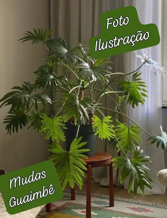  1 Muda de Guaimbé