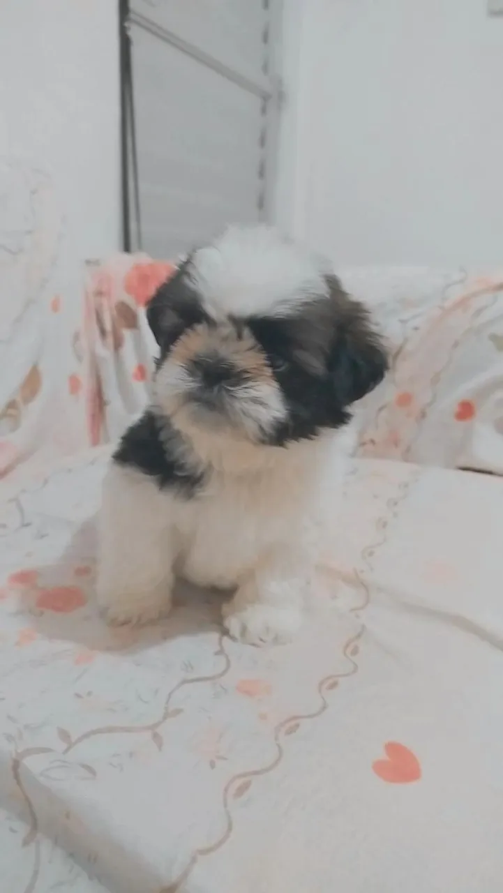 Filhote Shih Tzu fofo à venda!