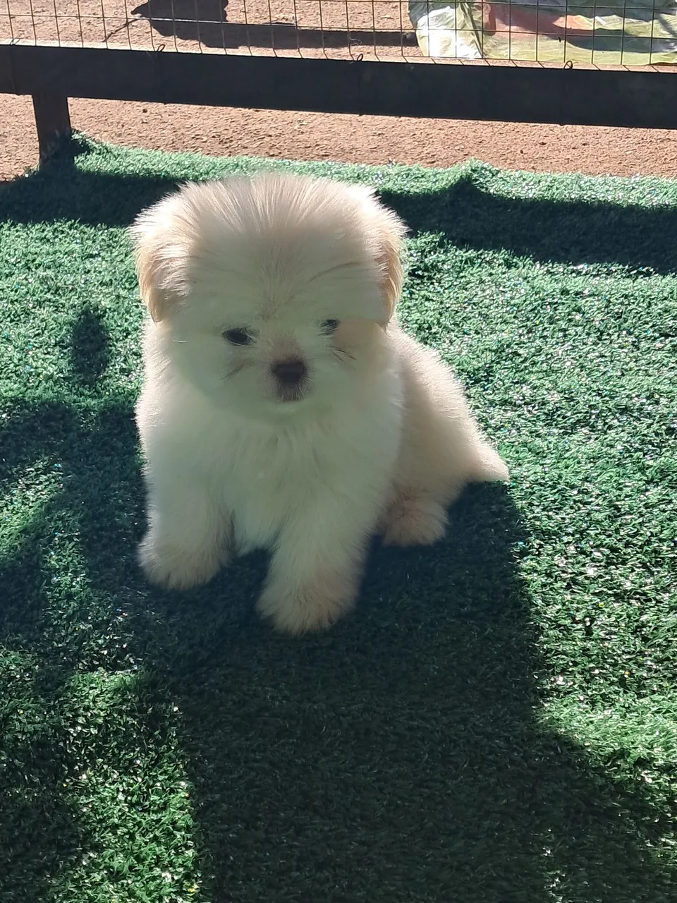 Filhote Shih Tzu