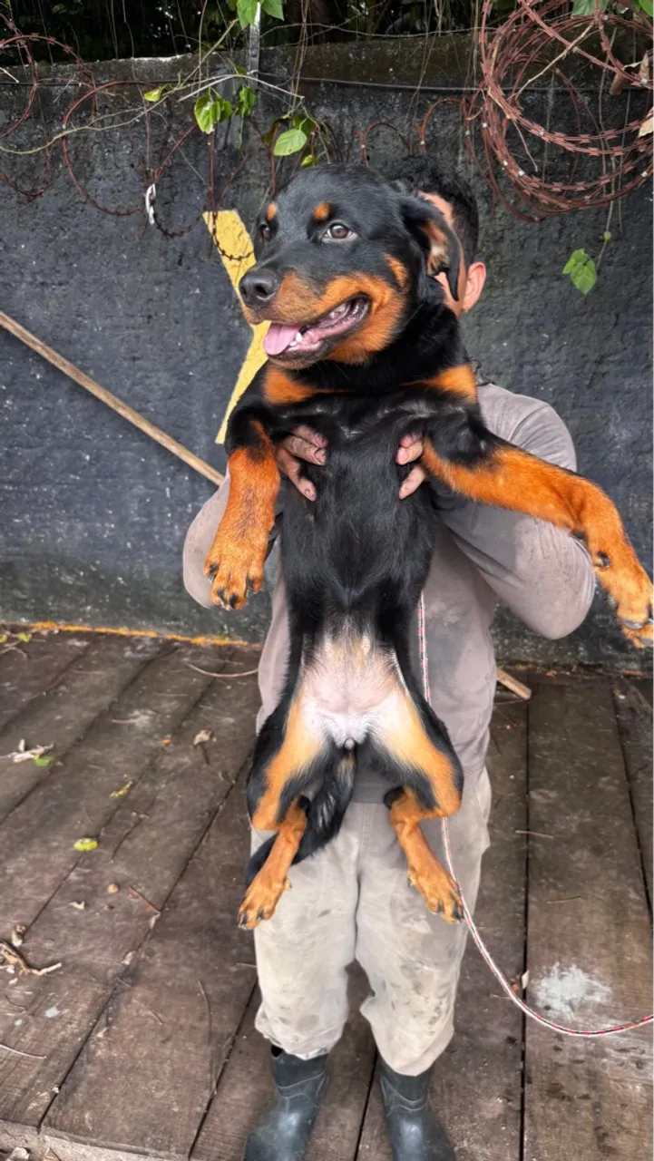 Filhote Rottweiler