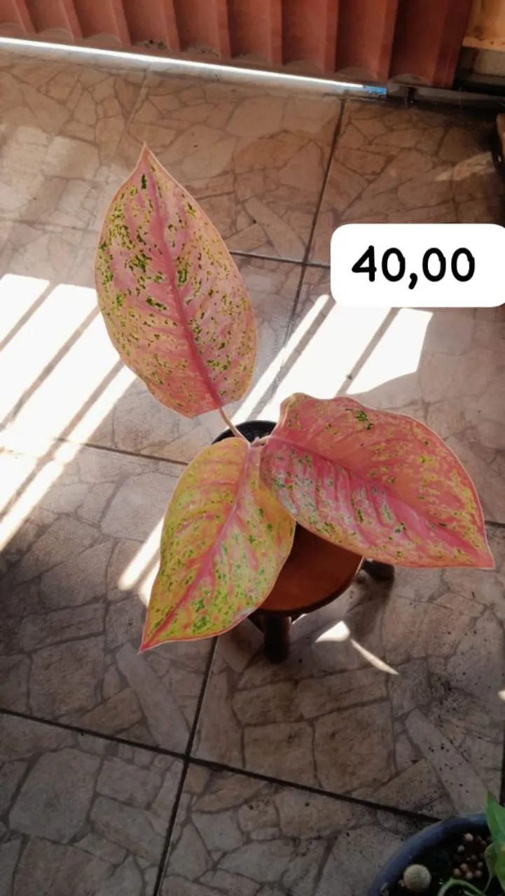 Plantas ornamentais 