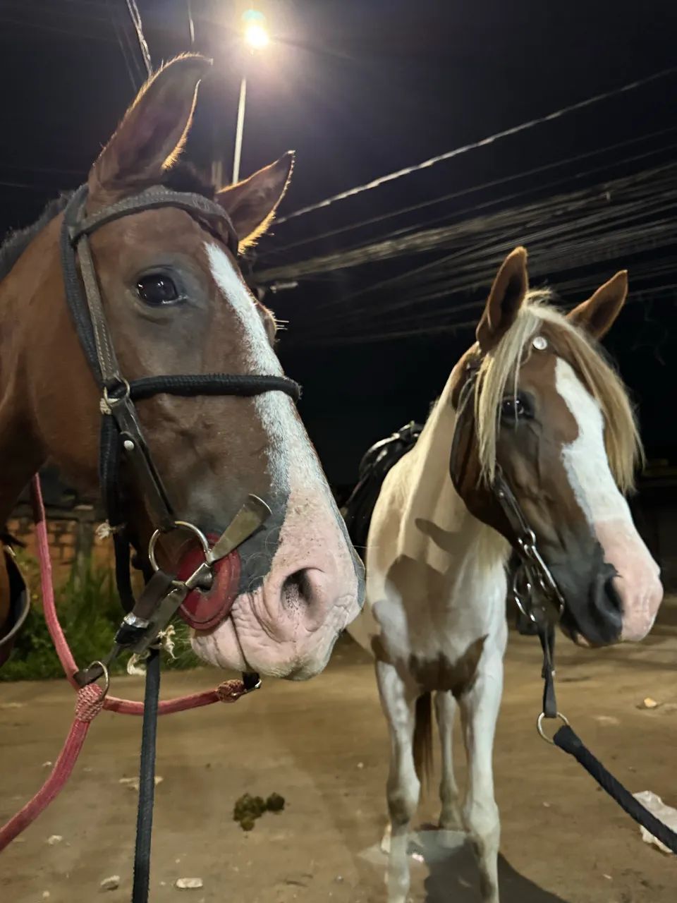 Cavalo castrado marcha batida - Foto 6