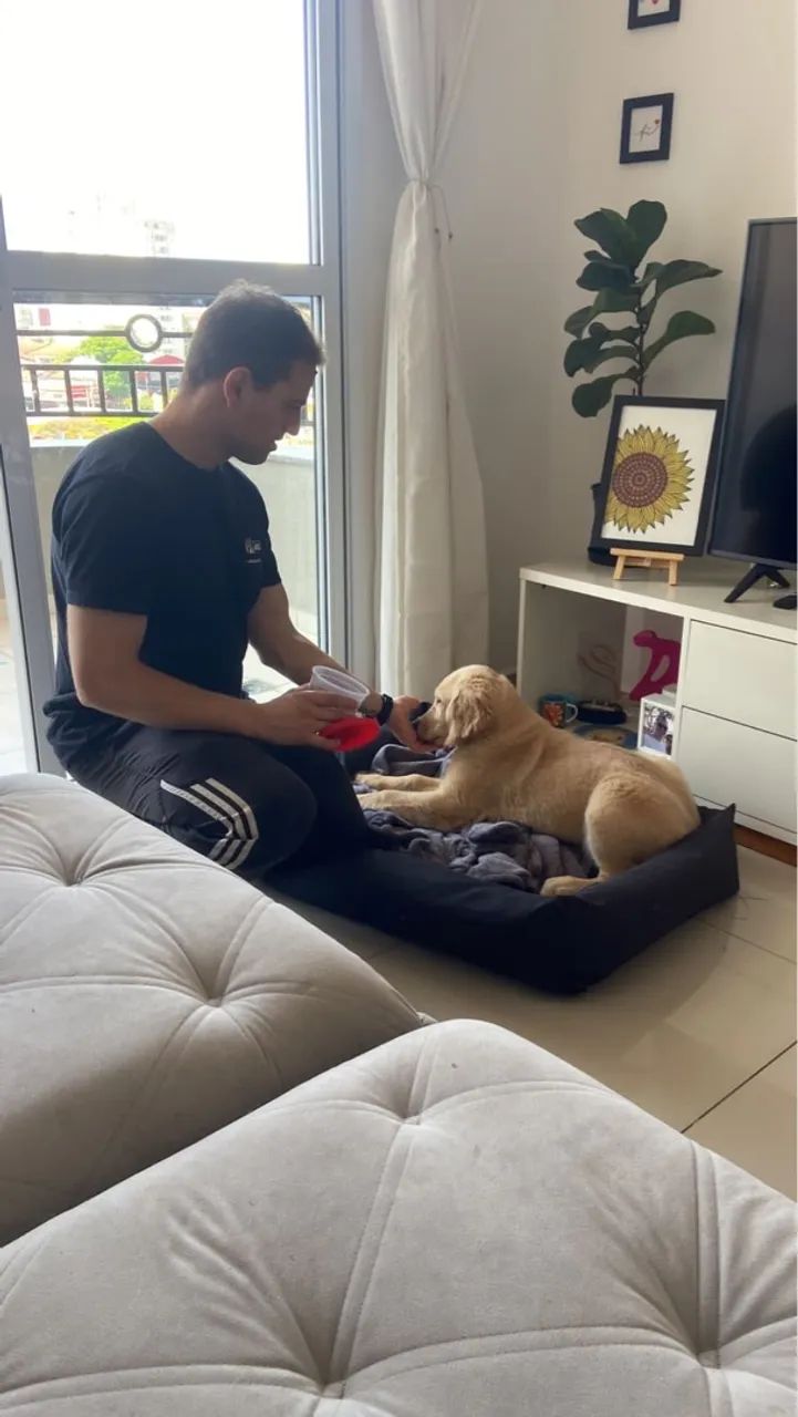 Adestramento de cães positivo em SJC - Foto 3